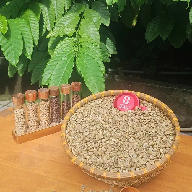 Vietnam Raw Robusta Green Coffee Beans Natural Honey Washed Premium Grade Sinh Nguyen Brand 60kg Bag Roast Ready 24 Months Shelf