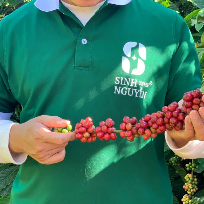 Sinh Nguyen Vietnam Arabica Honey Washed Organic Green Coffee Beans Premium Grade 50kg Bag Bulk Wholesale Export Ready 24 Months