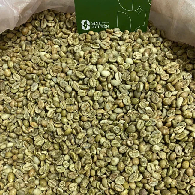 Vietnam Raw Robusta Green Coffee Beans Natural Honey Washed Premium Grade Sinh Nguyen Brand 60kg Bag Roast Ready 24 Months Shelf