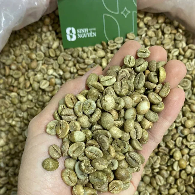 Vietnam Raw Robusta Green Coffee Beans Natural Honey Washed Premium Grade Sinh Nguyen Brand 60kg Bag Roast Ready 24 Months Shelf