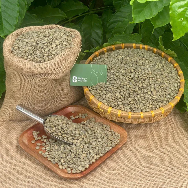 Arabica Green Coffee Beans Premium Honey Washed Process Fruity Sweet Aroma Vietnam 60kg Bag for Roasting Sinh Nguyen 24-Month