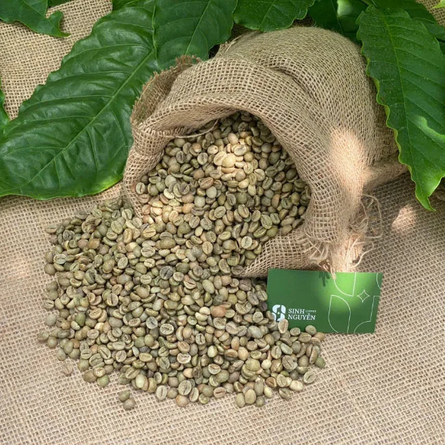 Vietnam Raw Robusta Green Coffee Beans Natural Honey Washed Premium Grade Sinh Nguyen Brand 60kg Bag Roast Ready 24 Months Shelf