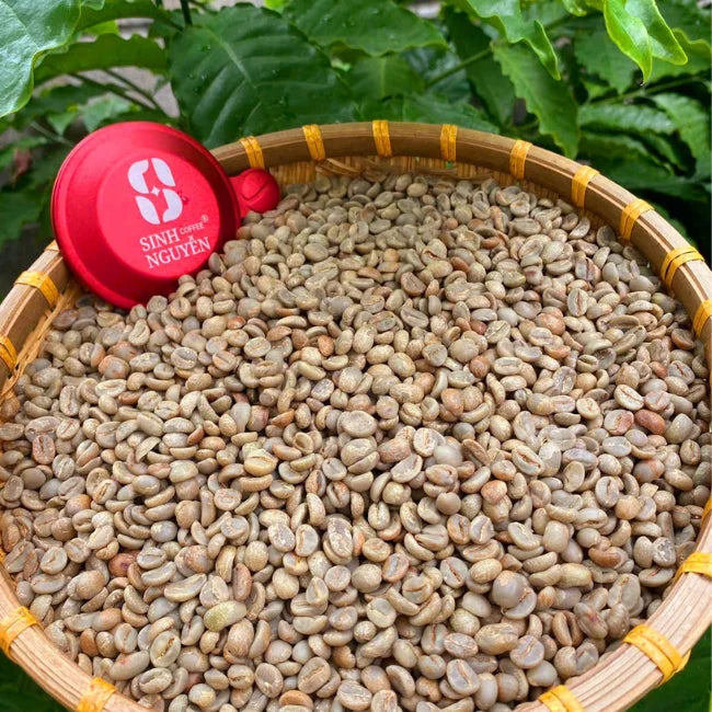 Sinh Nguyen Vietnam Arabica Honey Washed Organic Green Coffee Beans Premium Grade 50kg Bag Bulk Wholesale Export Ready 24 Months
