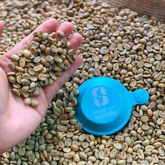 Arabica Green Coffee Beans Premium Honey Washed Process Fruity Sweet Aroma Vietnam 60kg Bag for Roasting Sinh Nguyen 24-Month