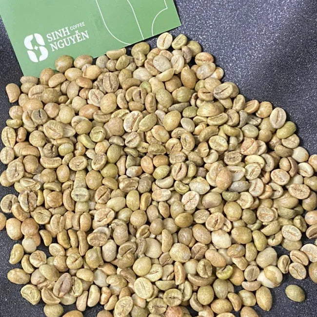 Vietnam Raw Robusta Green Coffee Beans Natural Honey Washed Premium Grade Sinh Nguyen Brand 60kg Bag Roast Ready 24 Months Shelf