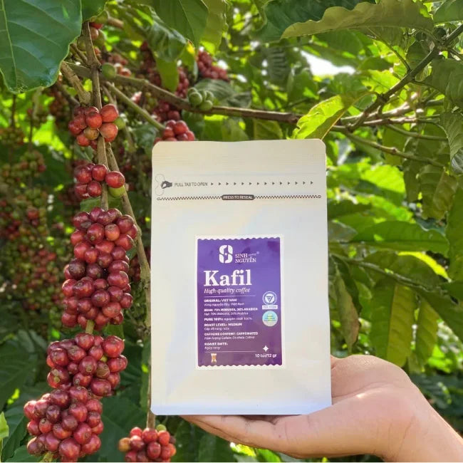 Robusta Coffee Beans Balanaced Sweet Taste for Baristas and Cafe Supply Distributors Caffeinated Packaged in Bag