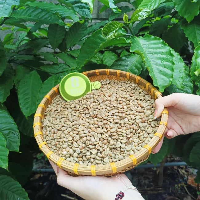 Arabica Green Coffee Beans Premium Honey Washed Process Fruity Sweet Aroma Vietnam 60kg Bag for Roasting Sinh Nguyen 24-Month