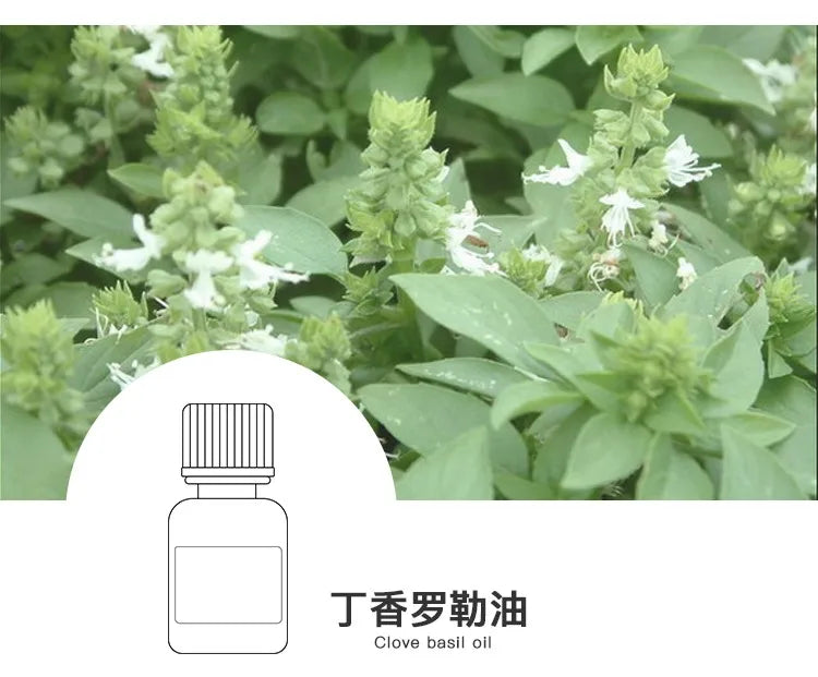 Top Grade 1kg Package Pure Sweat Basil Essential Oil Steam Distilled Borui Brand 24 Months Shelf Life Aromatherapy for Cosmetic