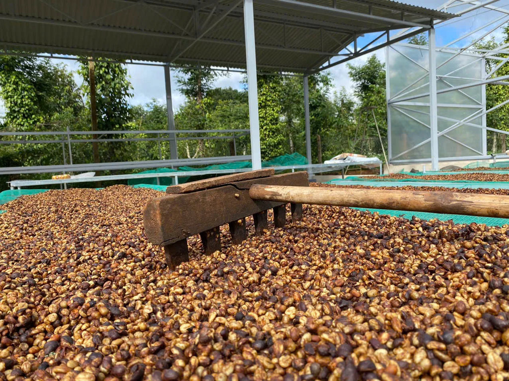 High Grade Vietnamese Robusta Roasted Whole Bean Coffee 100% Single Origin 1kg/Bag Custom Packaging OEM/ODM Available IIglobal