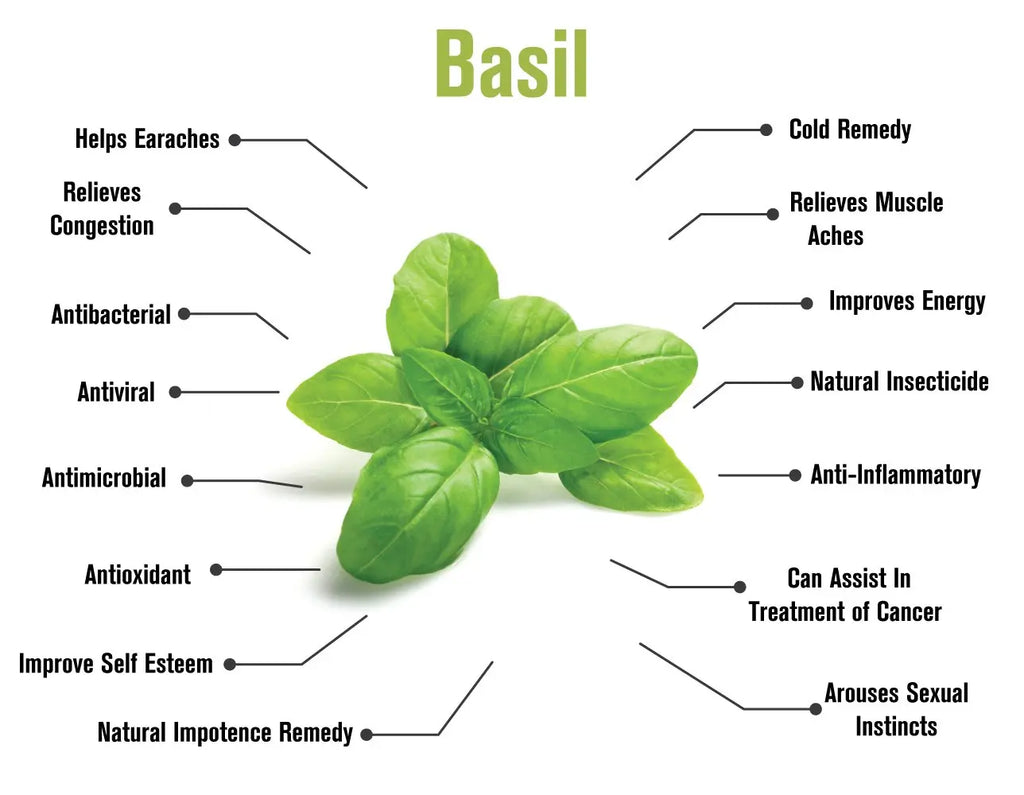 Top Grade 1kg Package Pure Sweat Basil Essential Oil Steam Distilled Borui Brand 24 Months Shelf Life Aromatherapy for Cosmetic