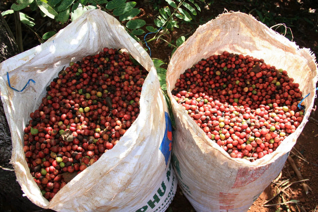 Dalakon Kon Tum Robusta Ground Coffee 0.25g Premium Light Roast Sweet Taste Caffeinated Vietnam 24 Months Factory Price Bag