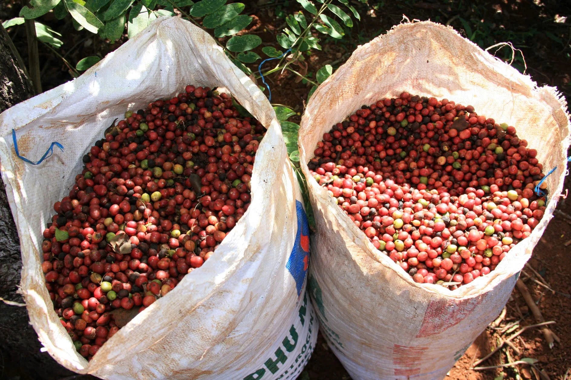 Vietnamese Brand Specialty Beverage Caffeinated Arabica Robusta Dalakon Bazan Ground Coffee Export Quality Sealed in Zip Bag