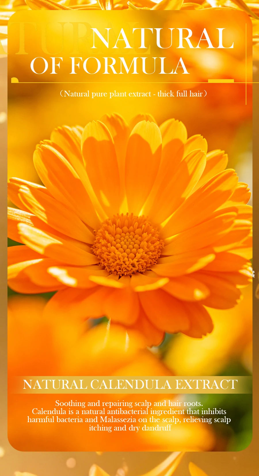 Calendula Plant Shampoo Soap Has No Silicone Oil or Residue, Deeply Cleanses the Scalp, Controls Oil and Removes Oil