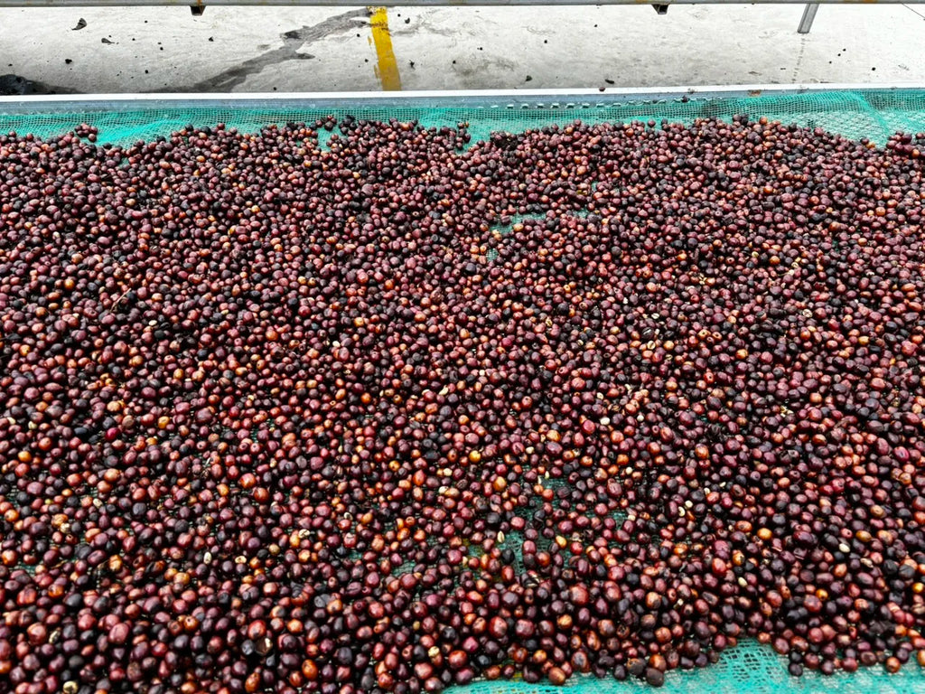 Best Price Ground Coffee Dalakon Kon Tum Italian Style Espresso Coffee Bulk Bag Viet Nam Coffee Powder Kafei