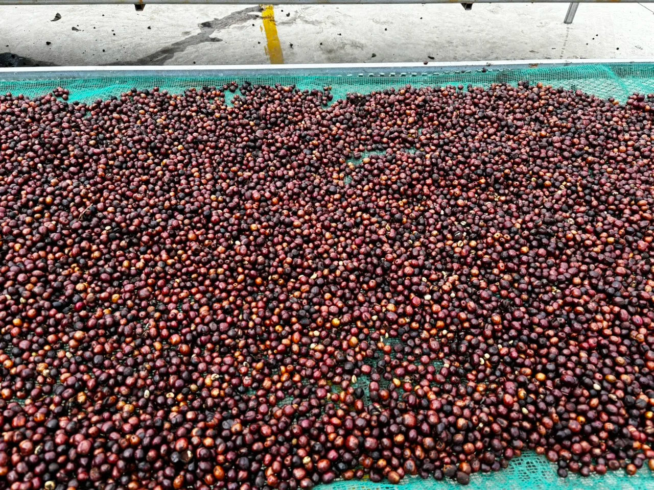 Best Price Ground Coffee Dalakon Kon Tum Italian Style Espresso Coffee Bulk Bag Viet Nam Coffee Powder Kafei