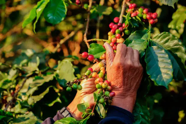 Dalakon Whole Bean Robusta Coffee 500g Italian Style Espresso Best Price Bulk Pack From Vietnam in Bag