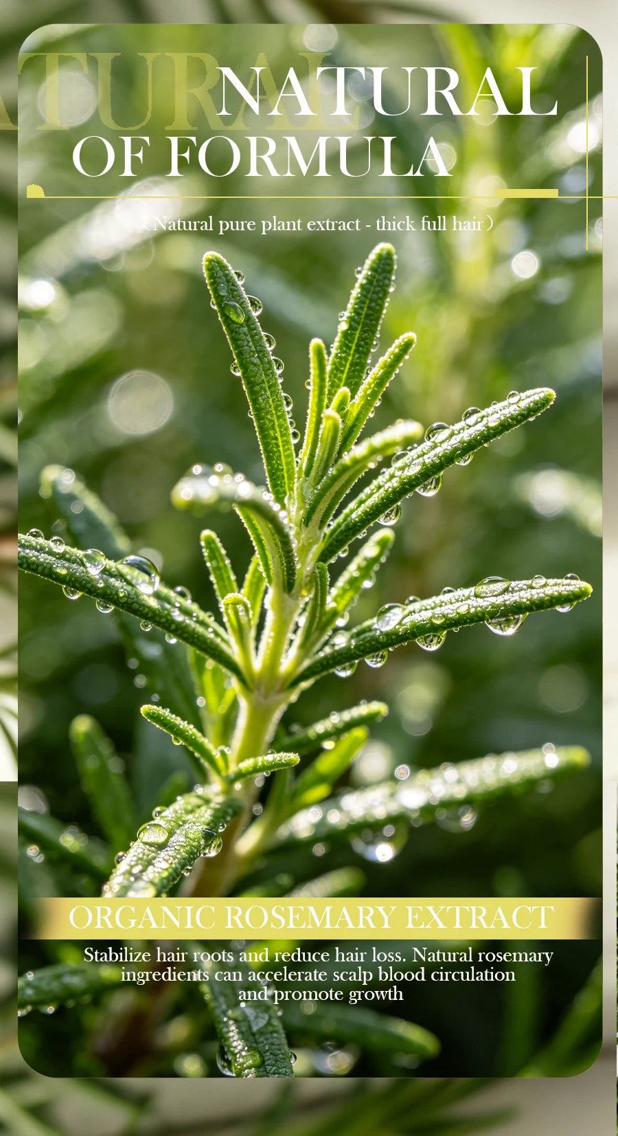 Rosemary Shampoo Soap Without Silicone Oil Plant Shampoo Soap Cleanses the Scalp Nourishes Hair Controls Oil