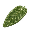 Plant Towels Ultra-Absorbent Quick-Dry Bathroom & Kitchen Towel - Tropical Leaf Design Hand/Thumb Towel with Hanging Loop