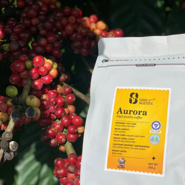 Cau Dat Hand-Picked Medium Roast Arabica Coffee Smooth Fruity Notes Honey Process Premium Packaged in Bag